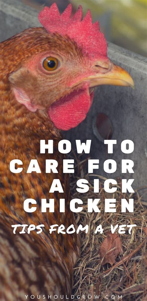 how to take care of your backyard chicken if she gets sick