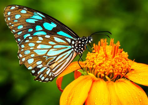 scientists   alter butterfly wing patterns earthcom