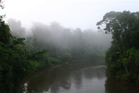 klima im regenwald feucht und warm faszination regenwald