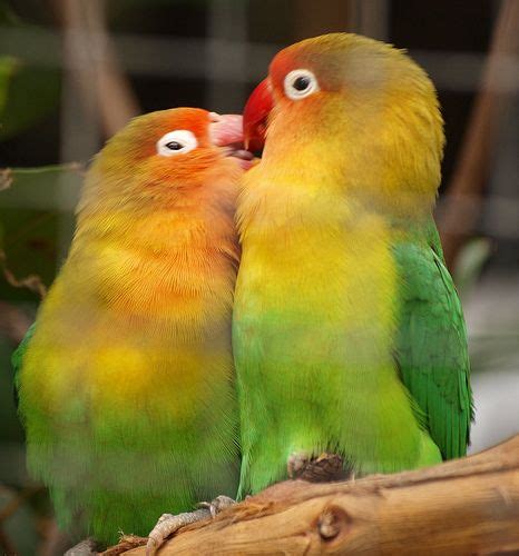 lovebirds by name fischer s lovebird by nature parrots pinterest love birds