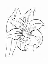 Amaryllis Coloring Pages Flowers Recommended sketch template