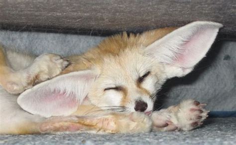 cute fennec foxes photo  fanpop