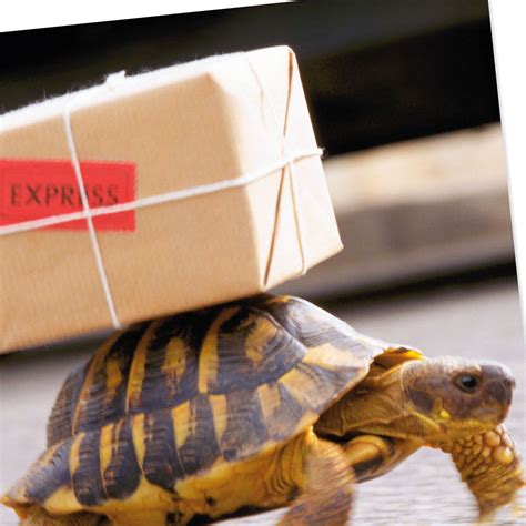 Turtle Carrying A Package Funny Belated Birthday Card Greeting Cards