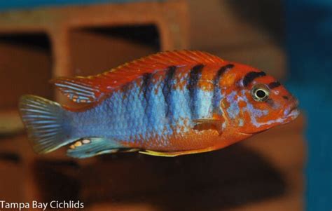 Labidochromis Hongi Sp Hongi Cichlid Malawi For Sale Online Ebay