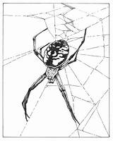 Argiope Spinning Allies Spiders Getdrawings Horticulture sketch template