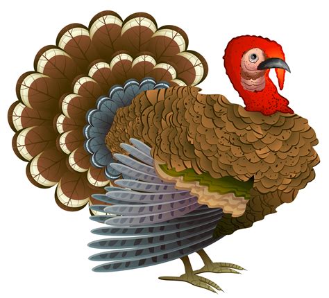 turkey cliparts background   turkey cliparts background png images