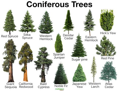 coniferous trees plants facts definition list  names