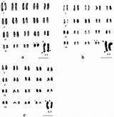 Karyotypes Populations Mus Dooars Banded Cbh Ngk Mlb sketch template