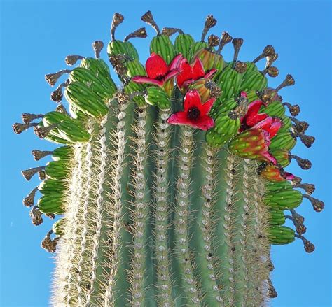 flowering  fruiting  saguaro cactus inversely related  weather patterns jan emming