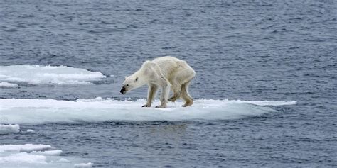 polar bear global warming facebookjpg