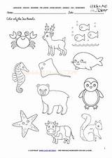Animals Sea Worksheet Color Activity Sheet Activities Clipart Worksheets English Coloring Today Click Pre Word Groups Junior Pages Source Webstockreview sketch template