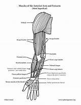 Arm Muscles Anterior Forearm Anatomy Elbow Moving Advanced sketch template