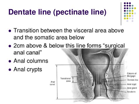applied anatomy of the anal canal
