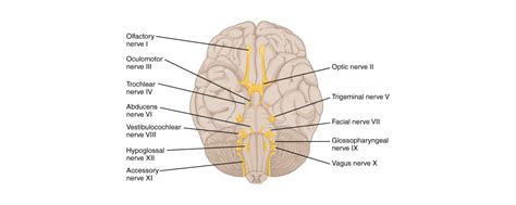 the 12 cranial nerves and their functions medical library