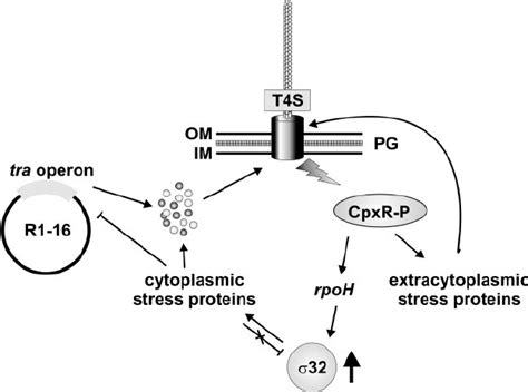 Sex Is Stress In The Depicted Model Expression And Assembly Of The