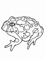 Toad Ropucha Kolorowanki Toads Frogs Twistynoodle Bestcoloringpagesforkids Amphibians sketch template