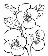 Coloring Blossom Apricot Drawings 03kb 272px sketch template
