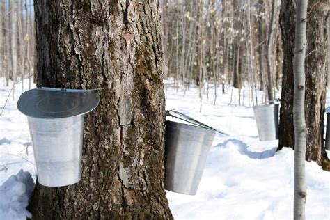 maple syrup nutrition benefits recipes dr axe