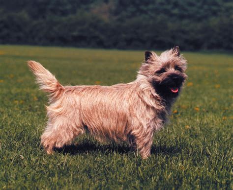 cairn terrier basic health problems physical features