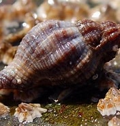 Afbeeldingsresultaten voor Amerikaanse oesterboorder. Grootte: 176 x 185. Bron: waarneming.nl