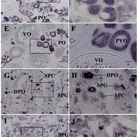 pdf sexual dimorphic expression of dnd in germ cells