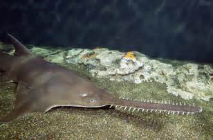 The sawfish gets its name from its long, serrated snout, edged with up 