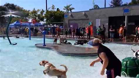 dumpertnl blijheid honden  een zwembad