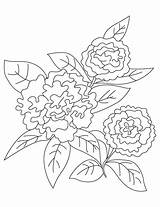 Coloring Dianthus Caryophyllus Biodiversity Template sketch template