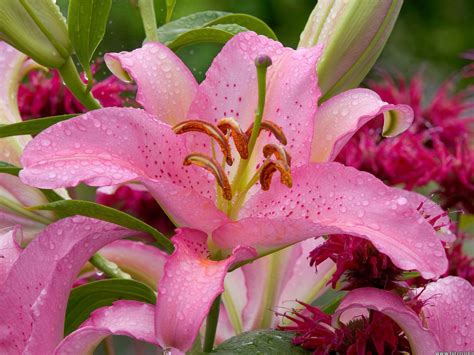 eye catching images  lilly flower