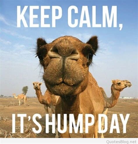 Happy Hump Day Wishes Wednesday Quotes And Funny Images