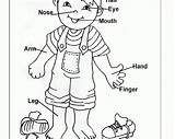Body Coloring Pages Human Parts Boy Clipart Preschool Kids Worksheets Color Outline Preschoolers Part Theme Ages Pieces Animal English Sheets sketch template