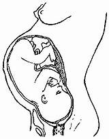 Womb Baby Drawing Fetus Getdrawings sketch template
