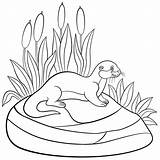 Otter Coloring4free Bevindt Kleurende Weinig Steen Coloringbay Nutria sketch template