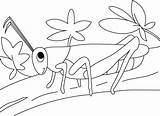 Coloring Grasshoppers Kids Pages Twig Walk Disimpan Dari Printable sketch template