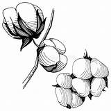 Wildflower Fiore Cotone Isolato Uno Lokalisiert Einer Dissipato Pianta Illustrazione sketch template