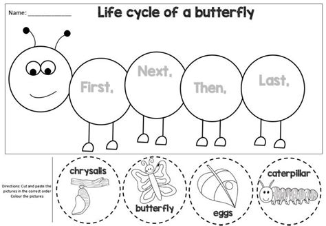butterfly life cycle cut  paste
