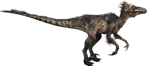 size comparison velociraptor  human
