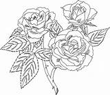 Roses Rosen Für sketch template