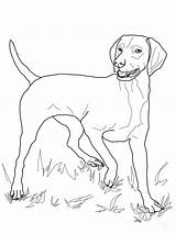 Vizsla Ausmalbild Vorstehhund Psi Bojanke Ungarischer Coonhound Redbone sketch template