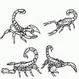 Scorpion Coloring Pages Drawing Printable Outline Scorpions Kids Draw Clipart Colouring Color Clip Getdrawings Popular Print Getcolorings Bugs Animals Library sketch template