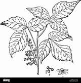 Toxicodendron Rhus Radicans Ivy Poison Shrub Cause sketch template