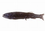 Afbeeldingsresultaten voor "holtbyrnia Macrops". Grootte: 157 x 110. Bron: fishesofaustralia.net.au