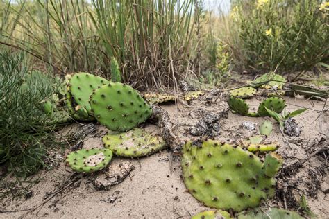 indiana cactus photoabuse