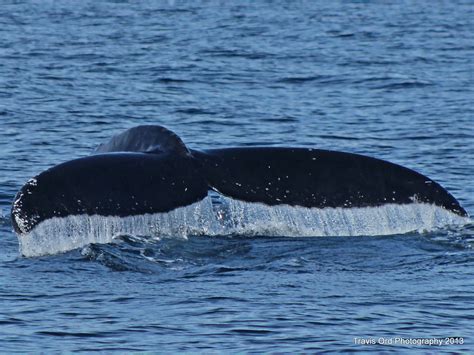 Humpback Whale Tail Flukes Humpback Whale Off Dana Point