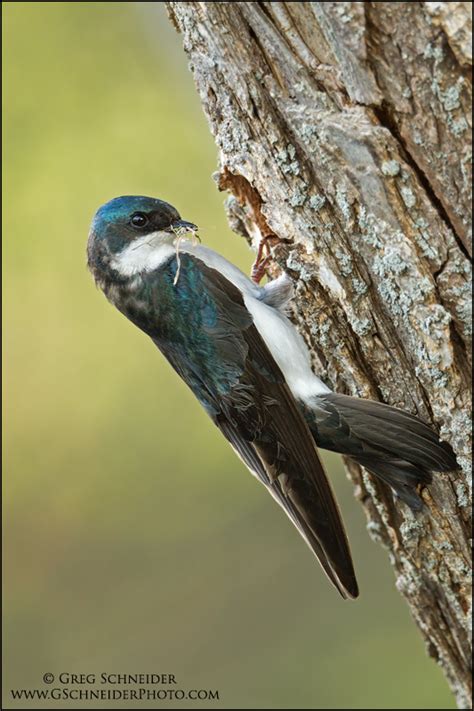 tree swallow bringing material  nest cavity