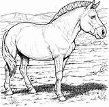 Kleurplaat Paard Paarden Przewalskis Rassen Stemmen sketch template