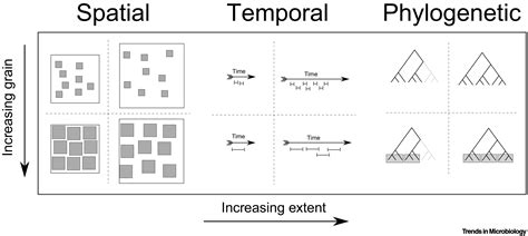 spatial temporal  phylogenetic scales  microbial ecology trends