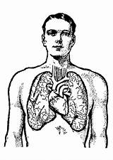 Lungs Coloring Pages sketch template