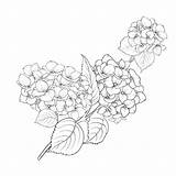 Hortensia Blooming sketch template