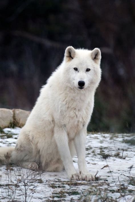arctic wolf wolves pinterest arctic wolf wolf  animal